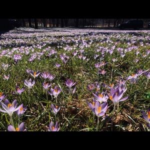 Meet your Posher, Sydney